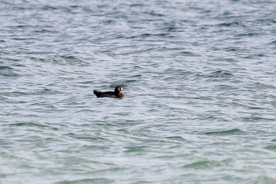 Greater Scaup